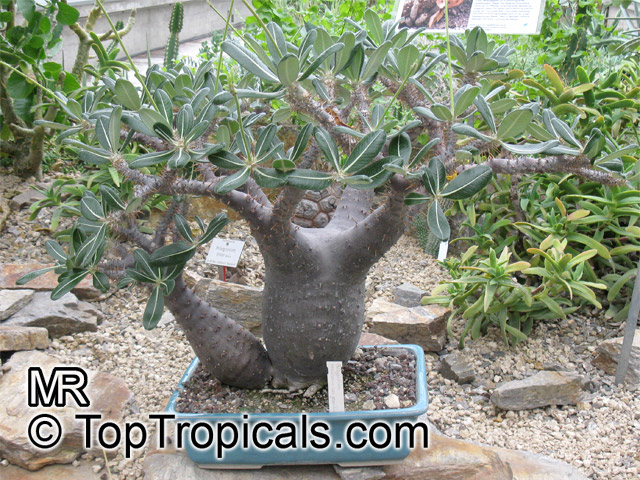Pachypodium rosulatum, Elephant's Foot Plant, Pachypodium. Pachypodium rosulatum var. gracilius
