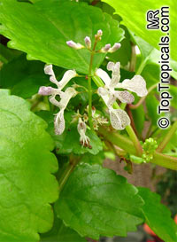 Plectranthus australis, Swedish Ivy

Click to see full-size image