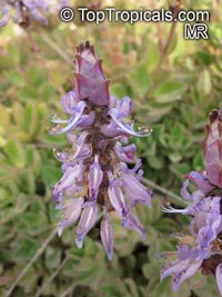 Plectranthus Lois Woodhull, Plectranthus neochilus, Lobster Flower 

Click to see full-size image