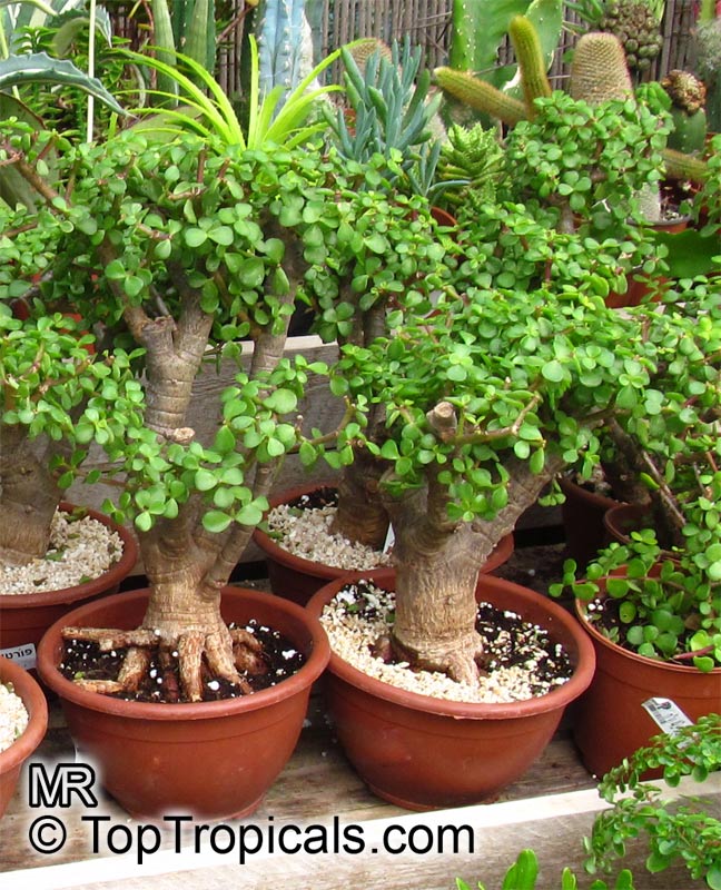 Portulacaria Afra Bonsai