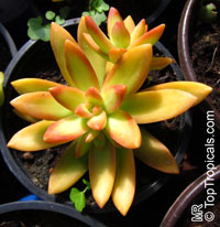 Sedum adolphi, Golden Sedum

Click to see full-size image