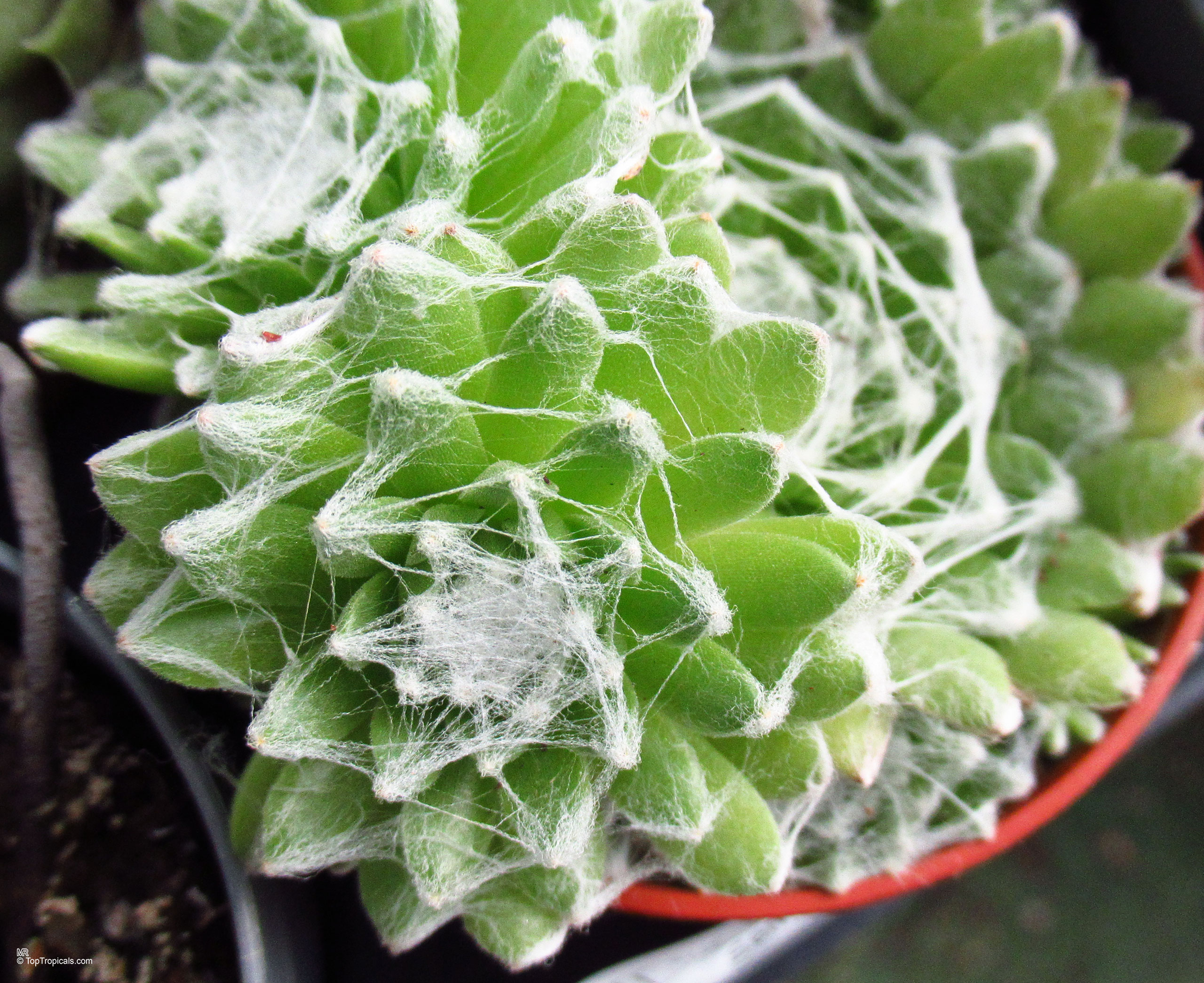 Sempervivum arachnoideum Sempervivum sp. (Houseleeks) close up green succulent plant with white web-like hair covering leaves