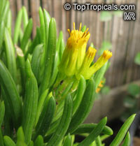 Senecio barbertonicus, Barberton Groundsel, Succulent Bush Senecio, Lemon Bean Bush

Click to see full-size image