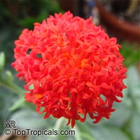 Senecio fulgens, Kleinia fulgens, Orange thistle, Coral senecio

Click to see full-size image