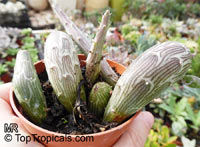 Kleinia pendula, Senecio pendulus, Tapeworm Plant

Click to see full-size image