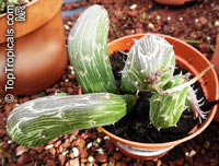 Kleinia pendula, Senecio pendulus, Tapeworm Plant

Click to see full-size image