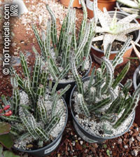 Kleinia stapeliiformis, Senecio stapeliiformis, Pickle Plant

Click to see full-size image