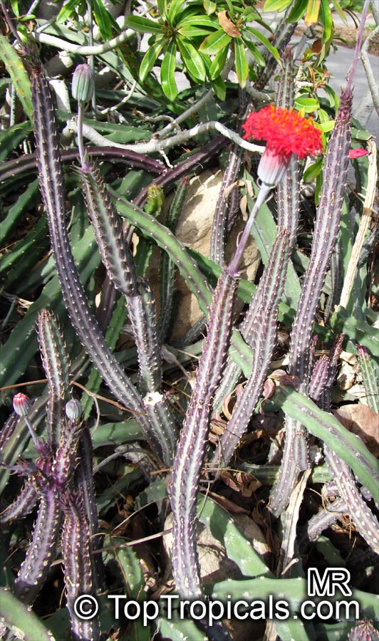 Kleinia stapeliiformis, Senecio stapeliiformis, Pickle Plant