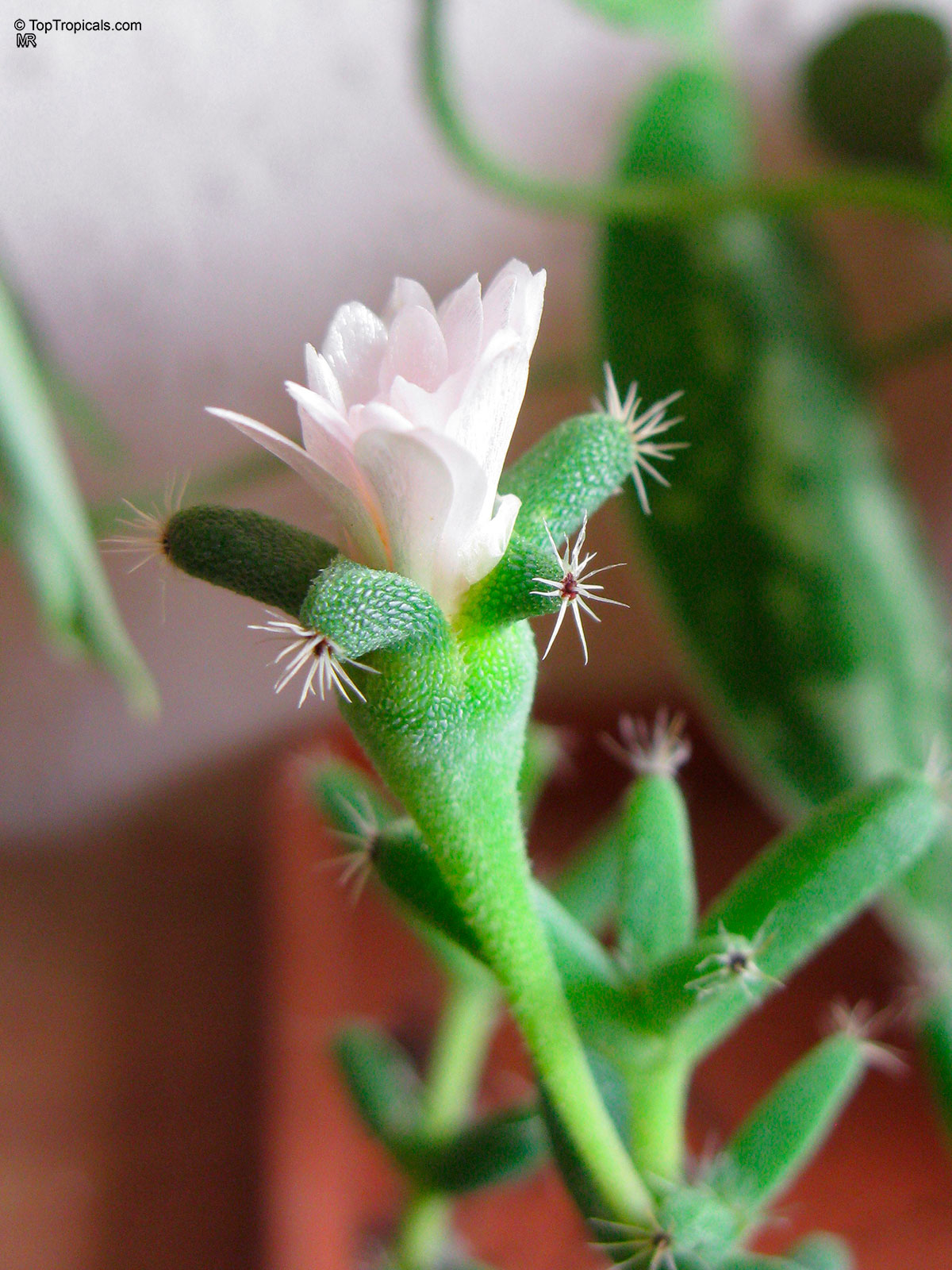 Trichodiadema sp. (African Bonsai) pale pink flower with textured green succulent stems and tiny needles. Trichodiadema sp. (African Bonsai) soft pink flower close up on textured green succulent leaves.