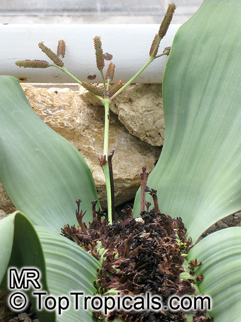 Welwitschia mirabilis, Welwitschia, Tumboa