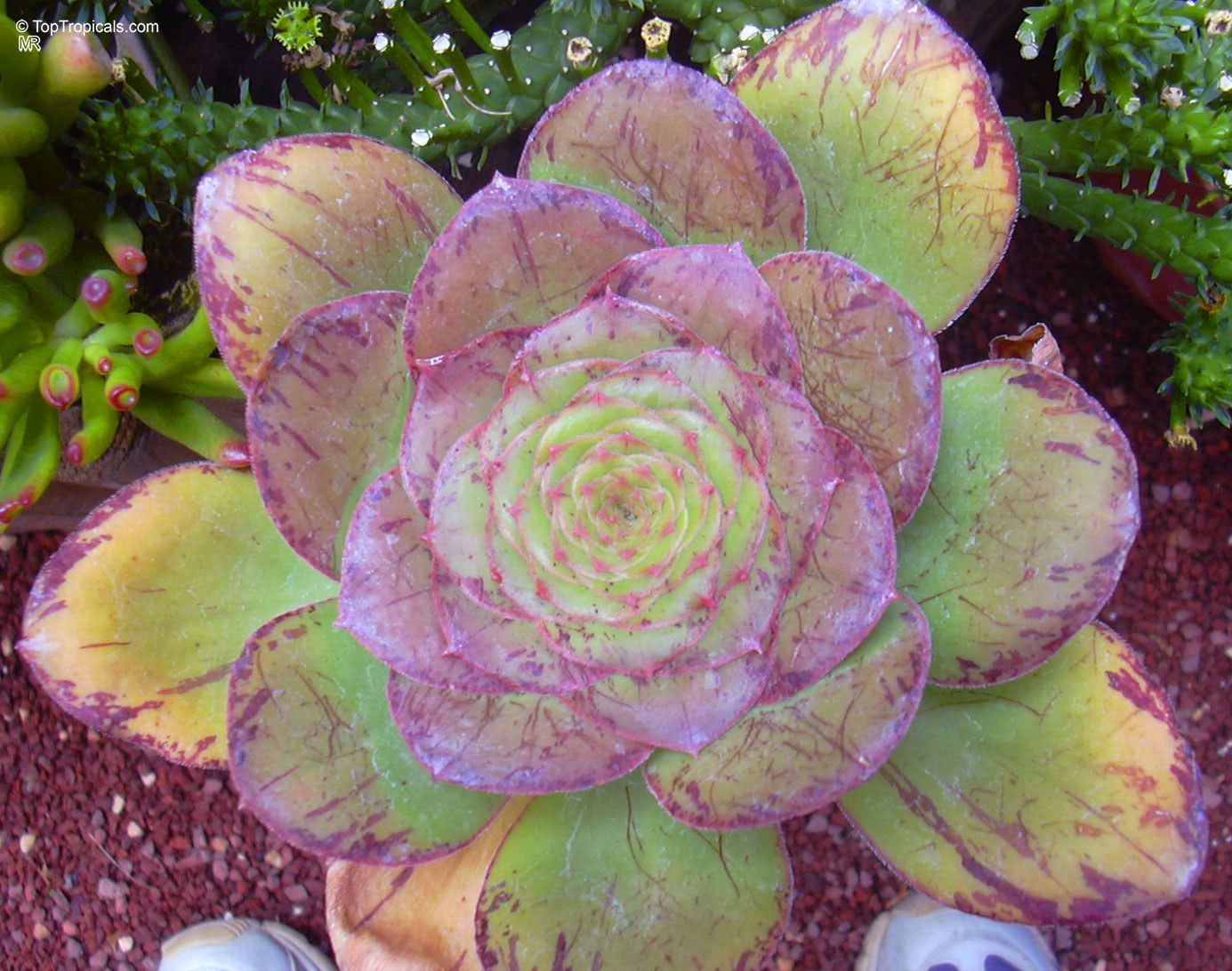 Aeonium sp. (Aeonium) with thick leaves arranged in a circular rosette pattern on the stem. Aeonium sp. (Aeonium) plant with round green and purple leaves in a close up