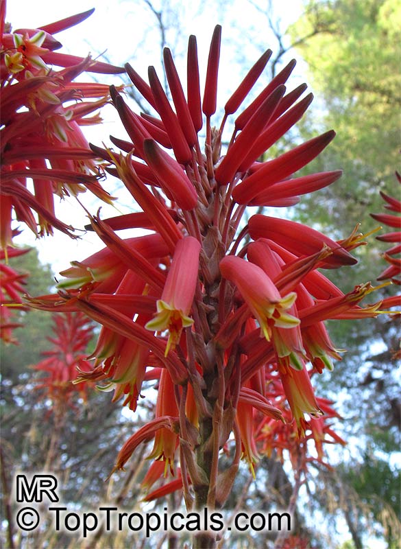 Aloe x nobilis, Gold-Tooth Aloe