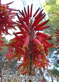 Aloe x nobilis, Gold-Tooth Aloe

Click to see full-size image