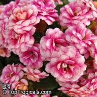 Kalanchoe blossfeldiana hybrids, Kalanchoe, Christmas Kalanchoe