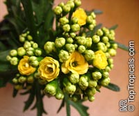 Kalanchoe blossfeldiana hybrids, Kalanchoe, Christmas Kalanchoe. Kalanchoe Taranta