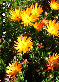 Lampranthus sp., Lampranthus

Click to see full-size image