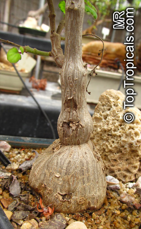 Plectranthus ernstii, Caudiciform Plectranthus