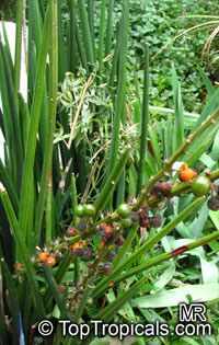Sansevieria cylindrica, Sansevieria stuckyi, Snake Plant

Click to see full-size image