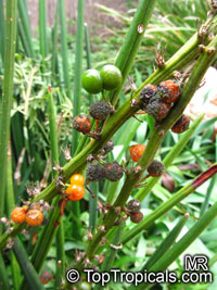 Sansevieria cylindrica, Sansevieria stuckyi, Snake Plant

Click to see full-size image