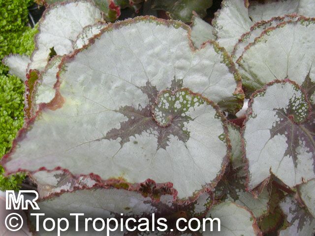 Begonia Rex - cultorum Group, Painted Leaf Begonia, Rex Begonia