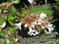 Abelia sp., Abelia

Click to see full-size image