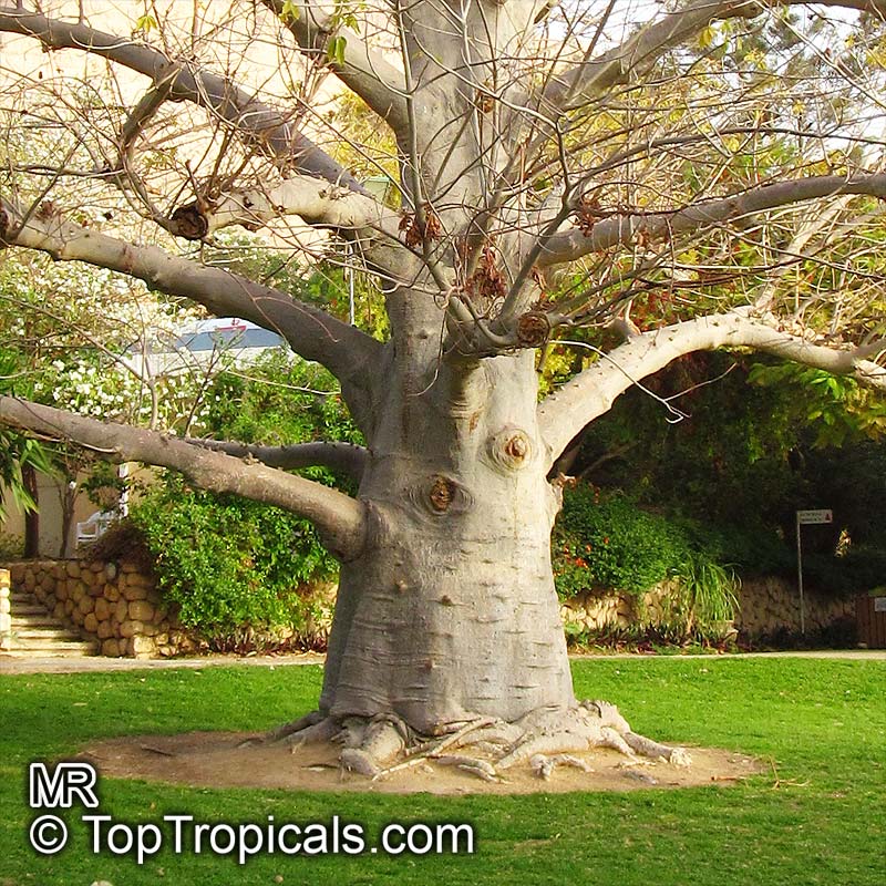Sagittarius  Zodiac lucky plant - Adansonia digitata (Baobab Tree)