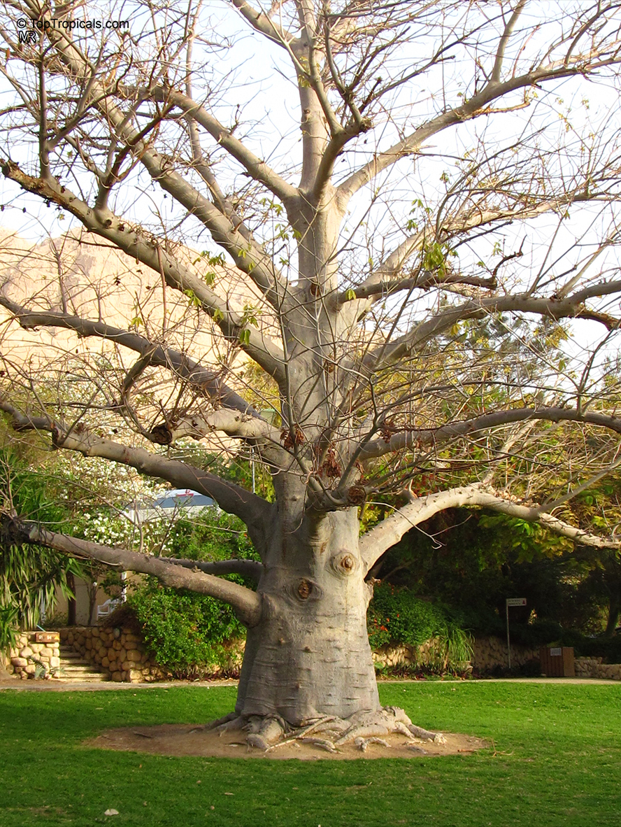 Sagittarius  Zodiac lucky plant - Adansonia digitata (Baobab Tree)