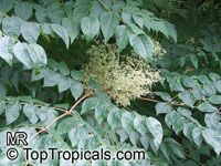 Aralia chinensis, Chinese Angelica Tree

Click to see full-size image