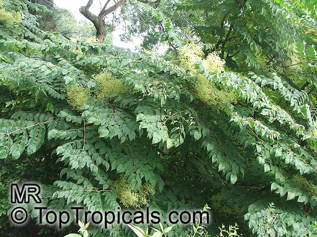 Aralia chinensis, Chinese Angelica Tree