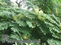 Aralia chinensis, Chinese Angelica Tree

Click to see full-size image