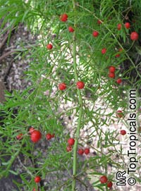 Asparagus aethiopicus, Asparagus Fern, Foxtail Fern, Sprenger's Asparagus

Click to see full-size image