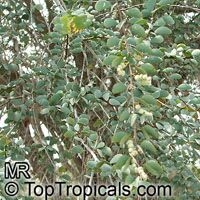 Hardwickia binata , Anjan

Click to see full-size image