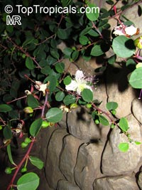 Capparis spinosa, Caper

Click to see full-size image
