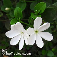Carissa grandiflora (macrocarpa) var. Horizontalis - Natal Plum

Click to see full-size image