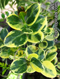 Carissa macrocarpa var. (Карисса крупноплодная вариегатная) - растение
