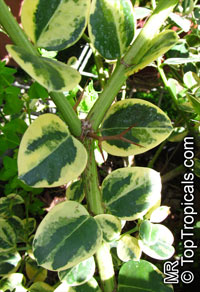 Carissa macrocarpa, Carissa grandiflora, Natal Plum

Click to see full-size image