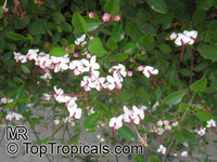 Clerodendrum inerme, Volkameria inermis, Wild Jasmine, Sorcerers Bush, Seaside clerodendrum, Clerodendron

Click to see full-size image