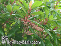 Clethra arborea, Lily of the Valley Tree

Click to see full-size image