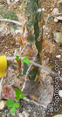 Commiphora gileadensis, Commiphora opobalsamum, Balm of Gilead, Mecca Myrrh 

Click to see full-size image
