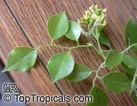 Dalbergia sissoo, Sisu, Sissoo, Indian Rosewood

Click to see full-size image