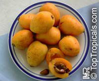 Loquat tree Barbie, Grafted (Eriobotrya japonica)

Click to see full-size image