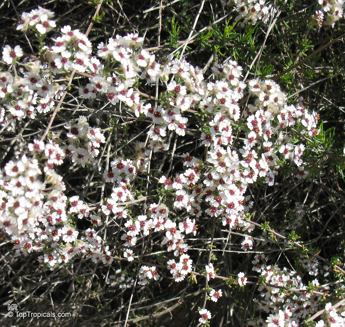 Eriocephalus africanus, Wild Rosemary, Cape Snow Bush