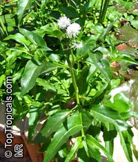 Gymnocoronis spilanthoides, Senegal tea

Click to see full-size image