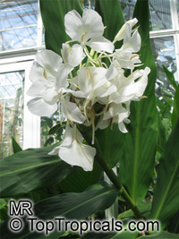 Hedychium coronarium, White Ginger, Butterfly Ginger Lily

Click to see full-size image