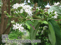 Heptacodium miconioides, Heptacodium jasminoides, Seven Sons plant

Click to see full-size image