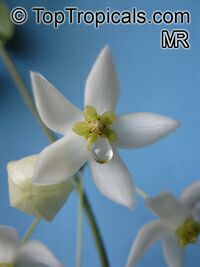 Hoya odorata, Wax plant

Click to see full-size image