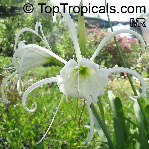 Hymenocallis sp., Spider Lily, Ismene, Sea Daffodil