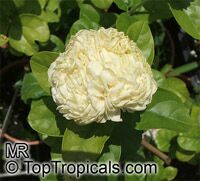 Jasminum sambac Grand Duke Supreme, Jasminum Supreme

Click to see full-size image