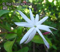 Jasminum nitidum, Jasminum magnificum, Jasminum illicifolium, Star Jasmine, Angelwing Jasmine, Shining Jasmine, Windmill Jasmine, Royal Jasmine

Click to see full-size image