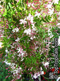 Jasminum polyanthum, Jasminum blinii, Jasminum delafieldii, Pink jasmine, Winter Jasmine, French Perfume

Click to see full-size image